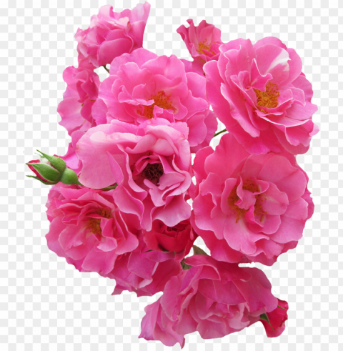 bunch pink rose flower image - flores rosadas en Isolated PNG on Transparent Background