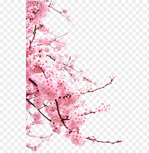 bunga- - japanese cherry blossom Clean Background Isolated PNG Illustration