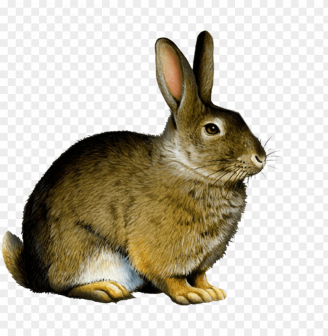 bunny rabbit - rabbit Transparent PNG Graphic with Isolated Object