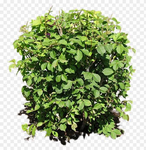 bush PNG format with no background PNG transparent with Clear Background ID 0c7ee131