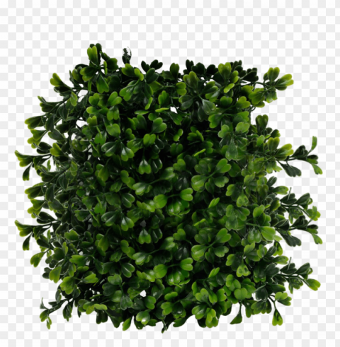 bush image - bush top view Isolated Character on Transparent PNG