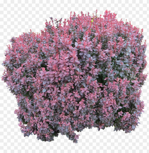 bush image - pink flower bush PNG files with transparent backdrop