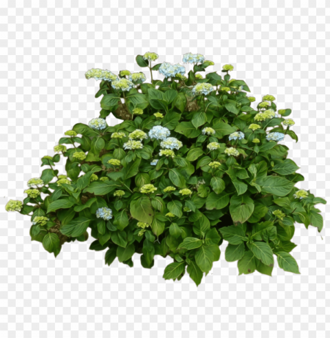 bushes free download - transparent bush Isolated Graphic on HighQuality PNG