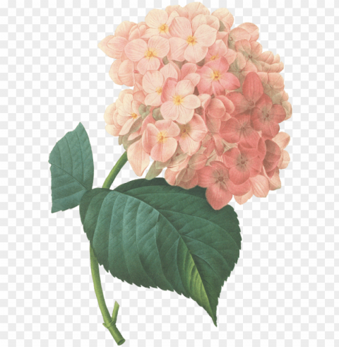 buttercups floral design provides flowers and decor - hydrangea flower prints PNG files with no backdrop required
