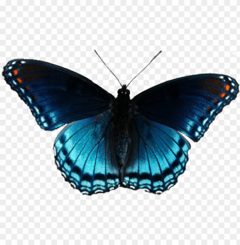 butterflies clipart realistic - clip art realistic butterfly PNG with Isolated Object and Transparency