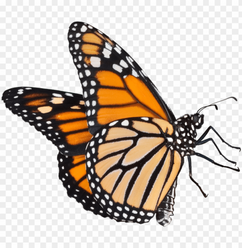 butterflies icon - monarch butterfly background PNG transparent photos vast variety