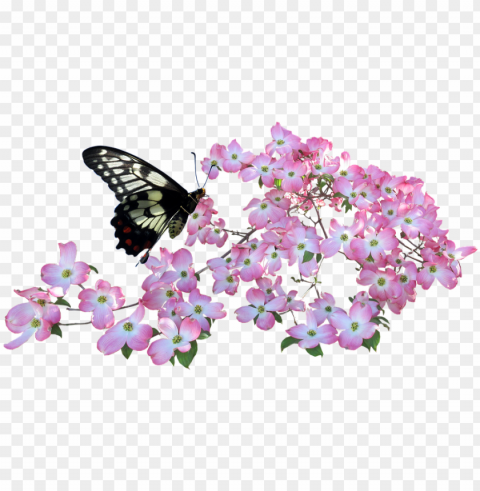 butterfly dogwood flowers - butterfly in a flower Transparent Background Isolated PNG Design