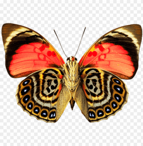 butterfly dots - painted lady butterfly PNG transparent images bulk