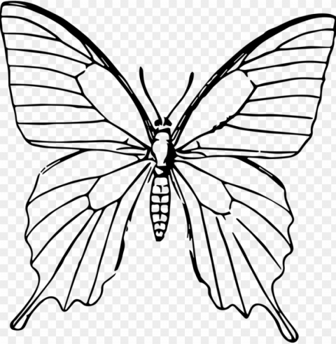 butterfly drawing line art painti PNG images with no background comprehensive set