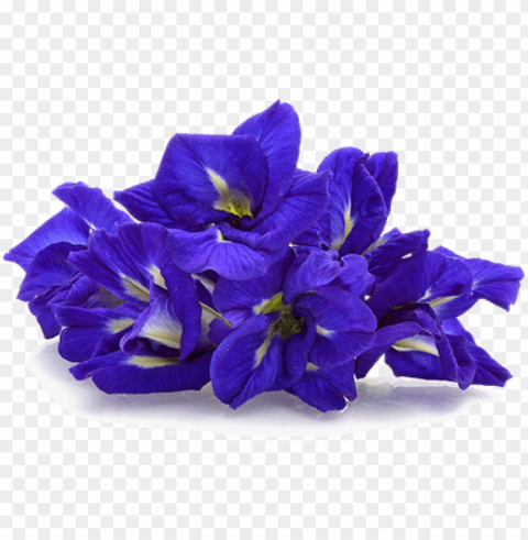 butterfly pea - butterfly pea flower PNG Image with Transparent Cutout