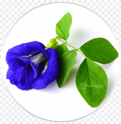 butterfly pea flowers dried whole - butterfly pea flower PNG Graphic with Isolated Design