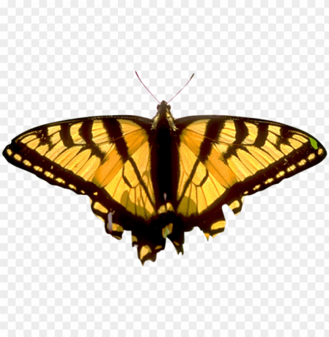butterfly image - butterfly PNG files with no royalties