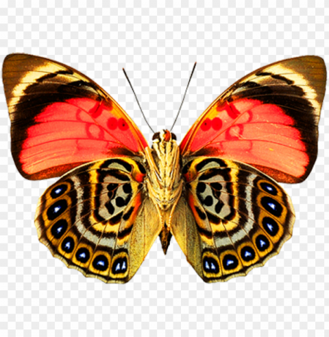 butterfly image - butterfly with beautiful patter PNG images with no attribution