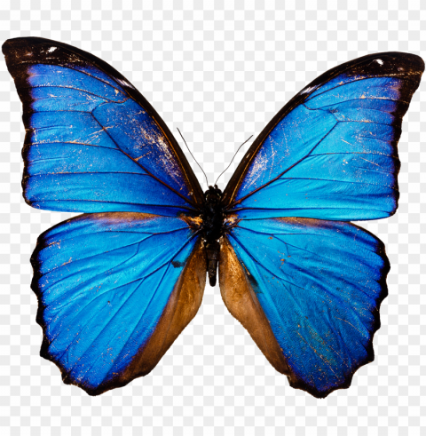 butterfly in high resolution - download of butterfly PNG Graphic Isolated on Clear Backdrop
