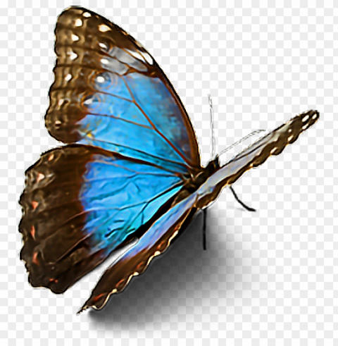 butterfly sticker picsart PNG Graphic Isolated with Clarity