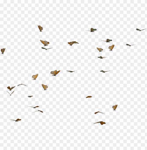 butterfly swarm stock by clipart freeuse library - transparent butterflies PNG for presentations