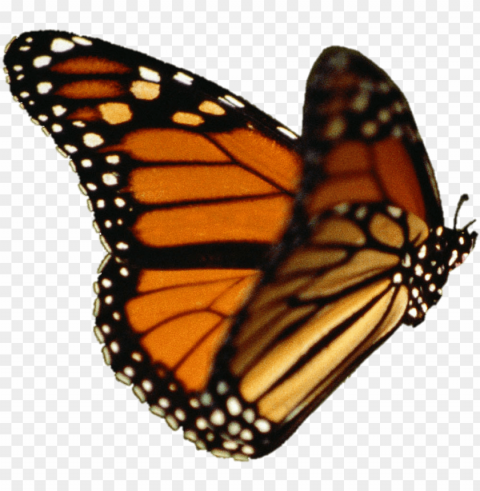 butterfly vector - monarch butterfly background Isolated Graphic on HighResolution Transparent PNG