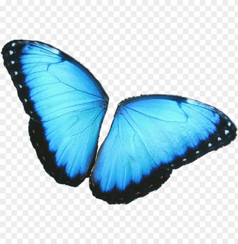 #butterfly #wings #colorful #girly #amazing #artistic - blue morpho butterfly Clear Background PNG Isolated Graphic Design