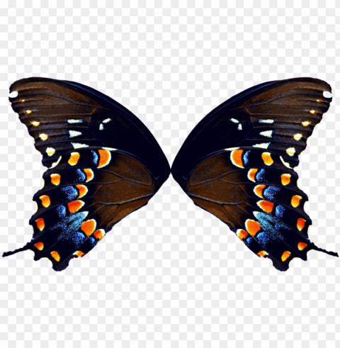 butterfly wings - butterfly wings Isolated Element in HighResolution Transparent PNG