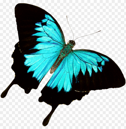 Butterfly World - Butterfly PNG With No Cost