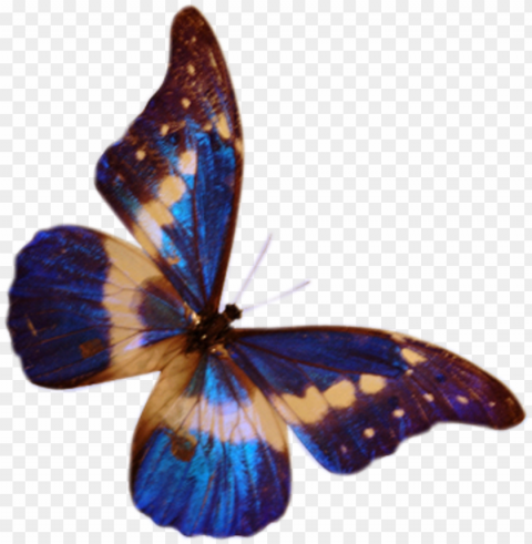 butterflys butterfly photoshop my blog - butterflys frames Isolated Graphic on HighQuality PNG