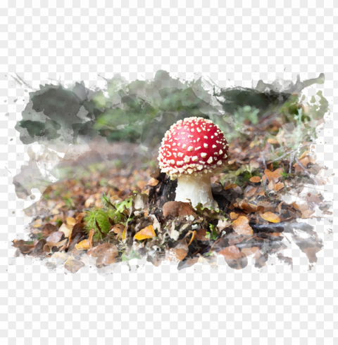 button mushroom PNG images for banners