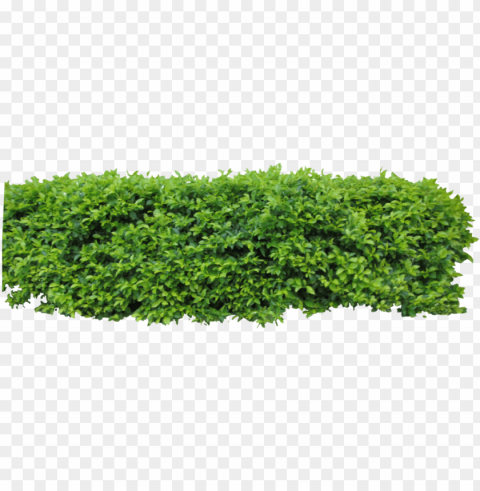 by owhl stock on clip - hedge top view High-resolution transparent PNG images assortment