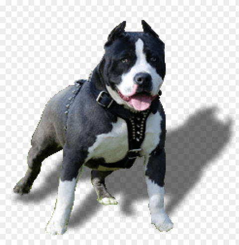 cachorro pitbull Transparent PNG images for graphic design