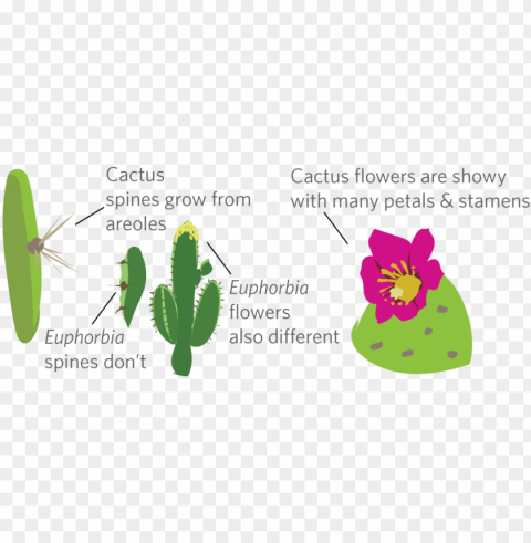 cactus PNG Graphic with Isolated Design