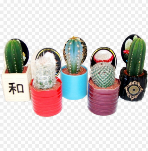 cactus PNG images with transparent canvas comprehensive compilation