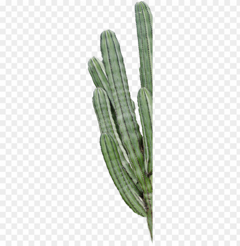 cactus Isolated Element with Transparent PNG Background PNG transparent with Clear Background ID 9553cb41