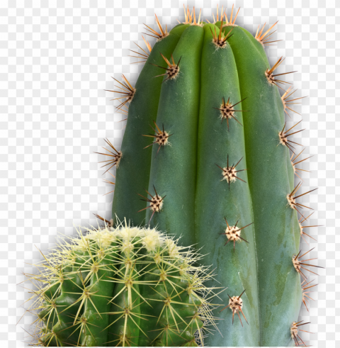 cactus image free picture cactus download - cactus PNG files with no background wide assortment