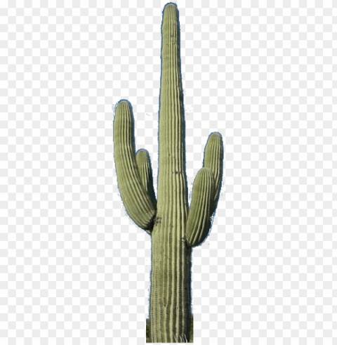 cactus - saguaro cactus no Transparent Background Isolated PNG Design Element
