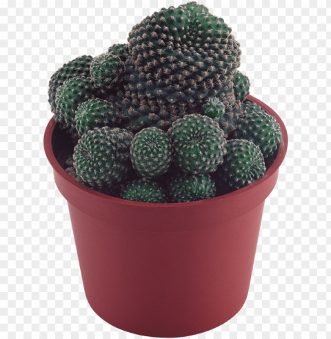 cactus - succulent plant Transparent Background PNG Isolated Illustration