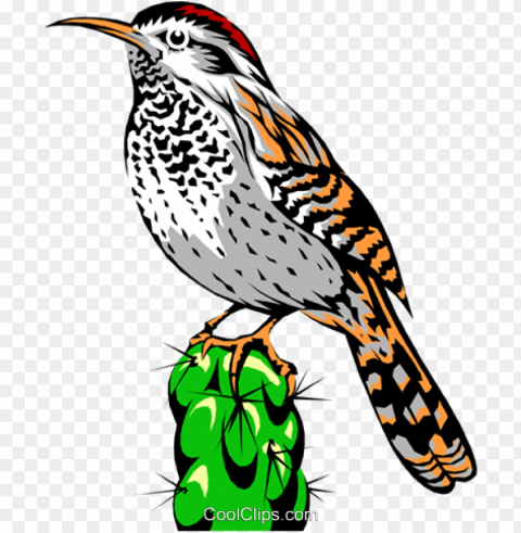 cactus wren royalty free vector clip art illustration - sea slug food chai PNG files with transparent backdrop complete bundle PNG transparent with Clear Background ID e2c8e896