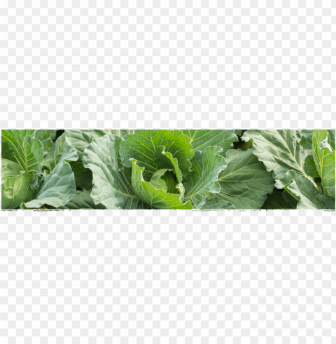 cad web sauerkraut 1800600 - collard greens Isolated Artwork in Transparent PNG Format