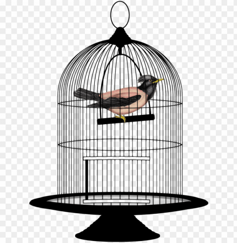caged bird free download - bird in cage HighQuality Transparent PNG Isolated Art