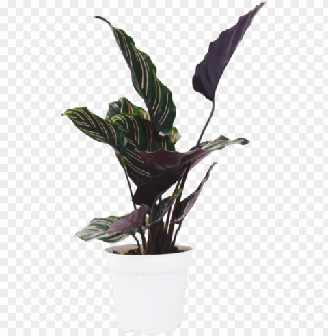 calathea ornata plant - flowerpot PNG with transparent overlay