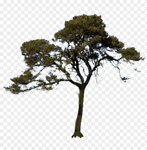 california live oak Transparent PNG Isolated Graphic with Clarity