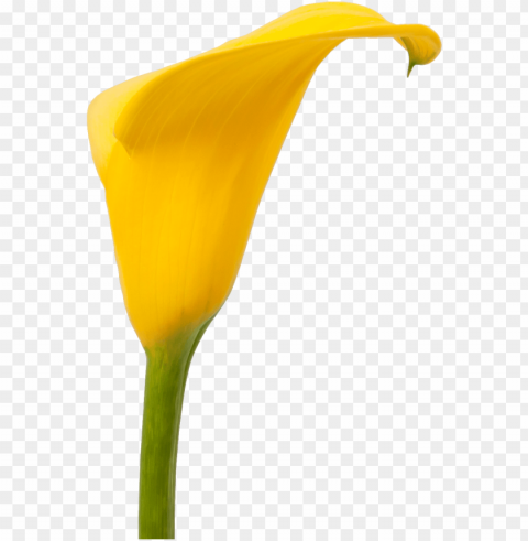 calla florex gold - giant white arum lily PNG no watermark