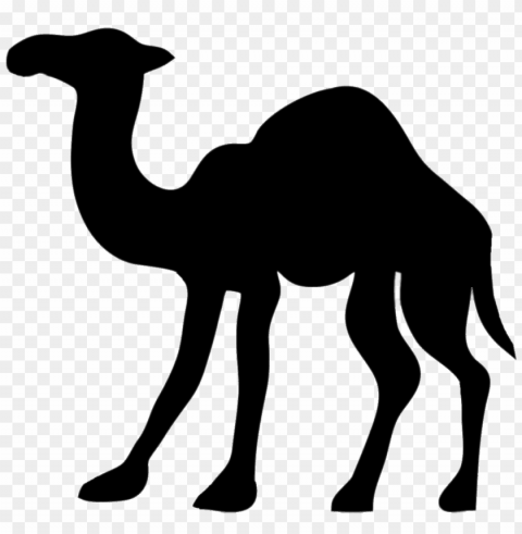 camel PNG images with transparent canvas comprehensive compilation