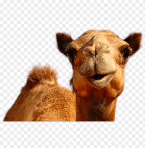 camel - hump day pure romance PNG Image Isolated with High Clarity