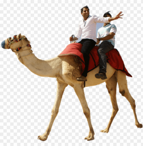 camel ride casela mauritius - desert safari camel ride Transparent PNG images extensive variety