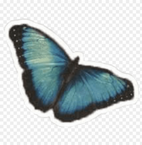 camilacabello camilizer butterfly camila neverbethesame - camila cabello butterfly PNG files with alpha channel assortment