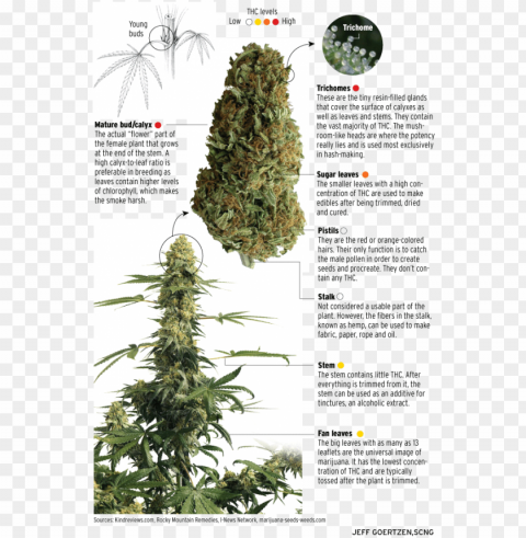 Parts Of Cannabis Plant For Growing Personal  Medical Marijuana Indoors - Outdoors High-resolution Transparent PNG Files