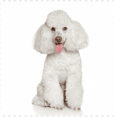 caniche PNG Illustration Isolated on Transparent Backdrop