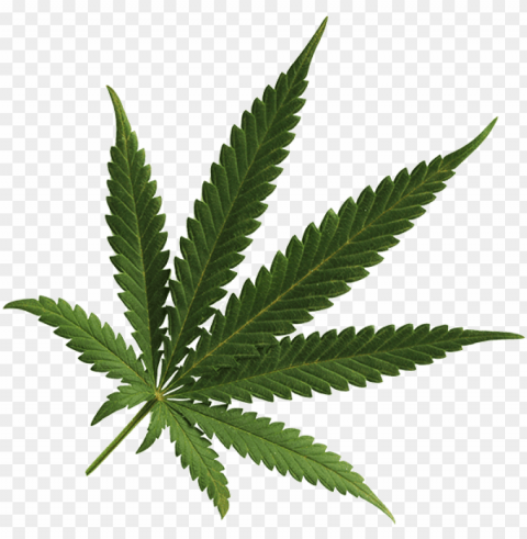 cannabis image - cannabis leaf transparent background Clear PNG pictures comprehensive bundle