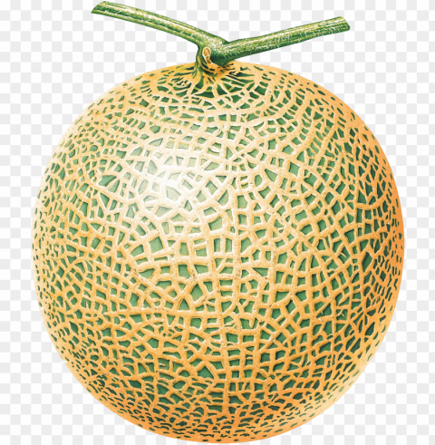 cantaloupe PNG free download transparent background