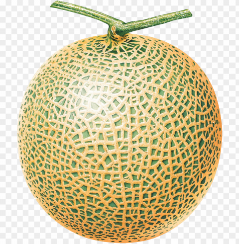 cantaloupe PNG free download transparent background PNG transparent with Clear Background ID 4fd13c4a