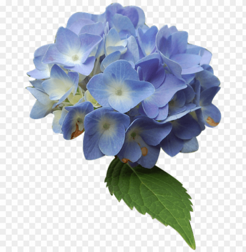 canvas print blue isolated form hydrangea flower stretched - blue hydrangea flower PNG graphics with clear alpha channel broad selection